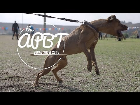 2018 ADBA AMERICAN PITBULL TERRIER SHOW