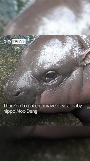 Thai Zoo to patent image of viral baby hippo Moo Deng. 🦛 The two-month old baby pygmy hippo has attracted crowds after going viral for her bouncy behaviour in the enclosure. ❤️ | Sky News