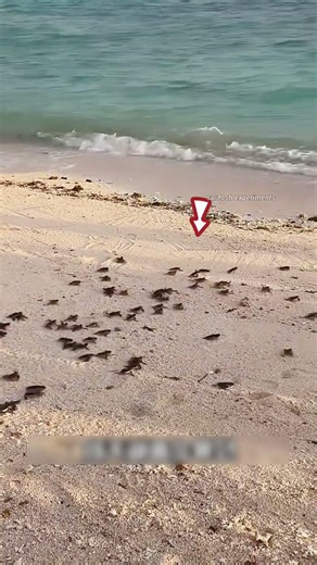 girl Released 100 Baby Turtles 😯 #shorts