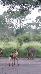 4 comments | Baboon vs a pack of wild dogs. These are Africa's most wanted predators. Ferocious and formidable hunters. Wild ultimate survival continues..#reelsvideos | Gilbert Banda | Facebook