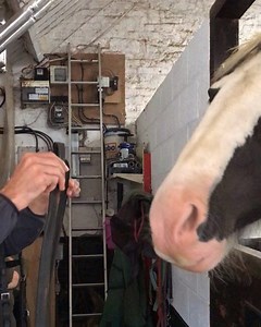 This mare would literally grab hold of you with its teeth if you attempted to try and put a bridle on her. She has bitten quite a few people in the past including her current owner. As a youngster she had the pleasure of chasing people around hay mangers whilst people thought this was rather funny! This was until she grew to the size she was today. The owner came to acquire her after all of the above, but has been doing her best to avoid this type of behaviour. Here in this short clip we used ta