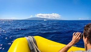 Ultimate Whale Watch Tours from Lahaina (10% Off!) - The Hawaii Vacation Guide