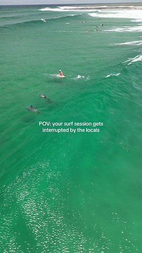 Unforgettable Dolphin Encounter: Surfer Girl's Dream Come True