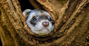 Quelles sont les différences entre une belette et un furet ?