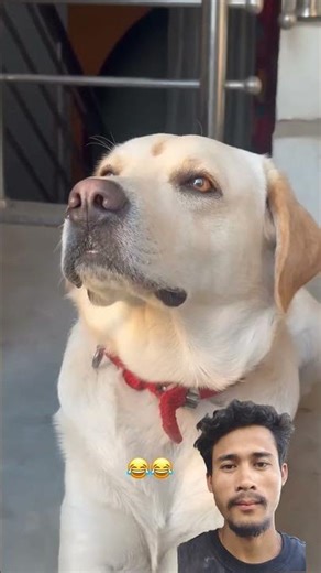 cute dog 🐕 #shorts #song #trendingshorts @missingpeguko65