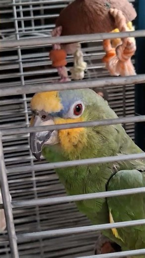 Animal-Assisted Therapy: How Our Amazon Parrot Billy Boosts Mental Health