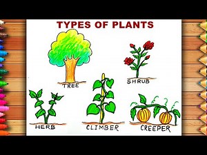 Plants Drawing With Names | Types of Plants Drawing | Tree, Shrub, Herb, Climber, Creeper Drawing