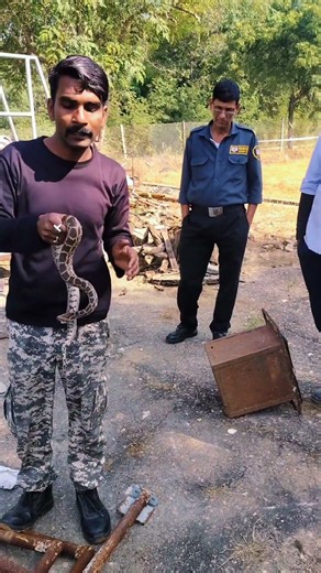 अजगर का बच्चा 😱😱 #trending #viral #viralvideo #short #ytshorts #snake #forest #reptiles #python