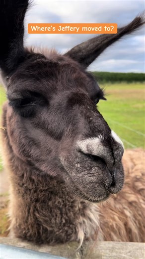 Jeffery the llama has moved - but where to and why? #llamadrama #farmlife #shropshire