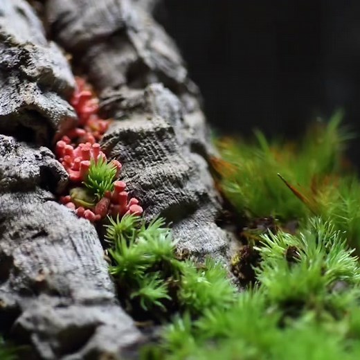 Where fungi & art collide🍄✨ this is a terrarium creation from our pink oyster grow kits🍄💗 check out @kinocorium on instagram to see his creations! #mushrooms #mushroom #fungi #art #mycology #vegan #veganrecipes #foodie #indoorgarden #diy #mushroomfood #mushroomart #pinkoystermushroom #forestorigins #pinkoystermushrooms #mushroomterrarium #terrarium #fyp