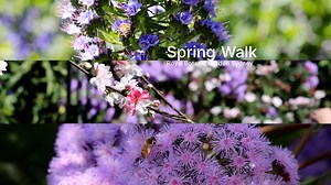 5.8K views · 102 reactions | Strolling through spring  The Spring...