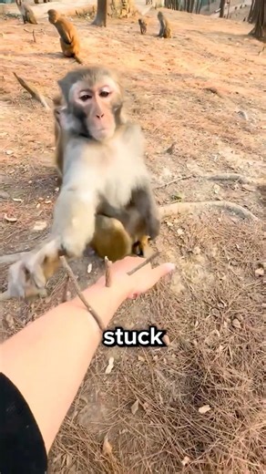 Why Monkeys Are Smarter Than Humans