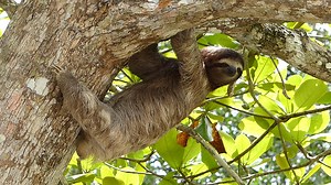 Why sloths never burp, fart or vomit