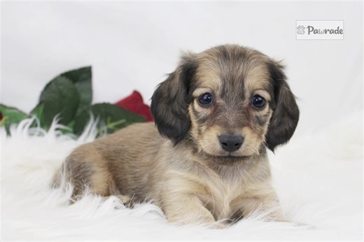 Patsy - Mini Dachshund Puppy A280C4