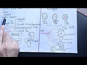 #neurophysiology guyton 47,spatial and temporal summation,Neuronal pool divergence/convergence#mbbs