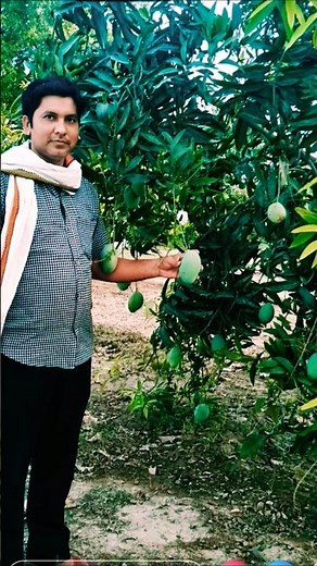 #Mango #Bonsai #Tree #shorts