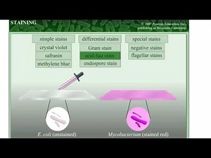 Staining in Microbiology