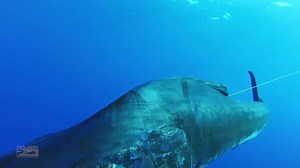 1.9K shares · 195 comments | Essentials for the Ocean Lifestyle! | Pelagic | Facebook