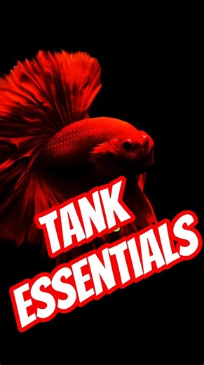 5 Must-Haves for Every Betta Fish😱