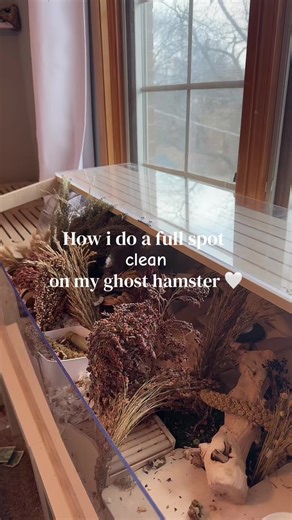 Comprehensive Cleaning for My Ghost Hamster's Cage