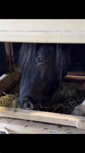 Well here’s one we haven’t seen before. This is Blue Zeus in the chute getting his tail brushed out, with plenty of alfalfa to munch on to keep him calm. He comes in with his family twice a year for a check up and if needed a hoof trim and wormer. We do our very best to make it a pleasant and quick experience, with minimal pressure or upset which makes it easier every year as they come to understand there is nothing to fear. Blue Zeus is a legend and I love when he runs back to his family with h