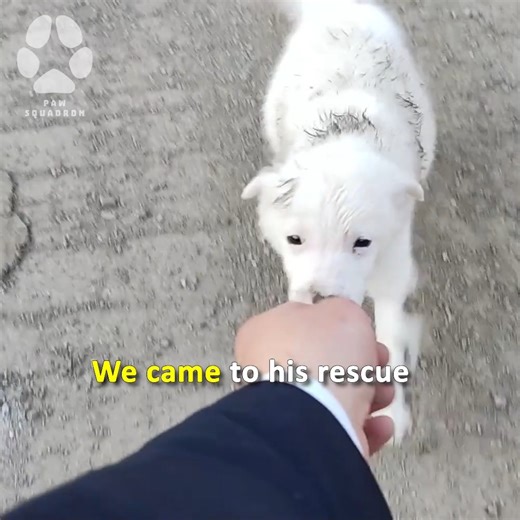 Lonely Puppy Transforms Completely after being Rescued 😱 ⭐ Support us by playing Words with Puppies ⭐ https://www.heartsleague.org/words-with-puppies?ref=pawsquadron | Paw Squadron