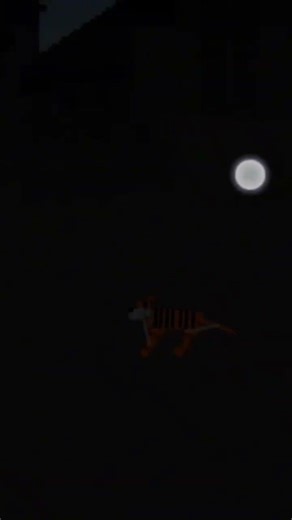 melon robber mauled by tigers 😬