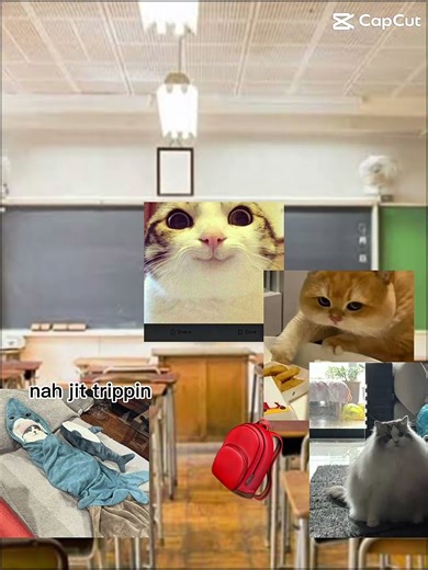 Cat class be like