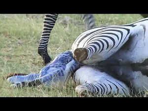 WILD Safari: AMAZING Zebra BIRTH in South Africa