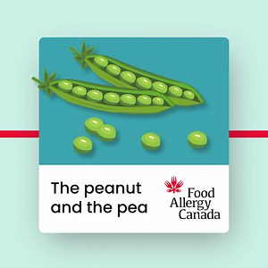 46 reactions | Did you know? 樂 The legume family includes peanuts, peas, soybeans, lupin, and other plants. People who have a peanut allergy may be allergic to foods containing ingredients that come from peas, like pea protein or pea protein isolate, or to other legumes. Help prevent allergic reactions. Know what’s in the food you share. Campaign supported by EPIPEN CANADA, Peanut Bureau of Canada, Chapman's Ice Cream | Food Allergy Canada | Facebook