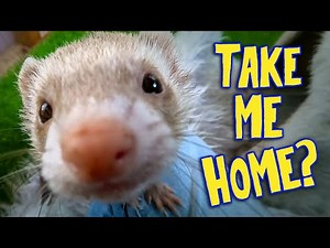 Should I Get Ferrets as Pets? | An Honest Beginner’s Guide