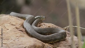A Water Snake (aka Grass Snake) sun bathes coiled up on a boulder
