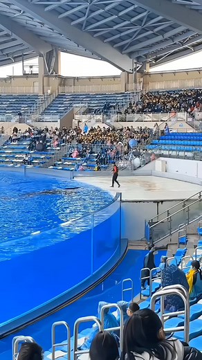 Discover Fascinating Facts About Orcas