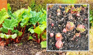 How to plant rhubarb - best method for planting crowns in your garden