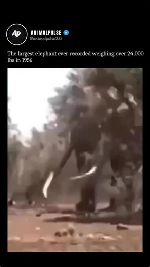 Animal Pulse on Instagram: "In 1956, an extraordinary elephant stunned the world with its sheer size — weighing over 24,000 pounds and standing nearly 13 feet tall at the shoulder. This giant, often referred to as the Angolan Elephant, was considered the largest elephant ever recorded. The footage you see is believed to come from the same period when this massive bull was discovered in what’s now southeastern Angola. Specimens and records from that find were later studied and displayed at the Sm