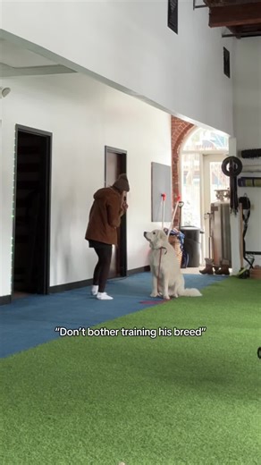 He sure does take his time processing commands. I did notice the more enthusiasm I bring, the more he meets me there. LGD breeds definitely don’t rush, they think. Small progress, but I’m proud!#greatpyrenees #maremmasheepdog #tiktokdog #dogsoftiktok #dogtraining101