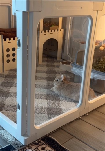 Unbothered Bunny Energy: The Comfy Life of a Rabbit