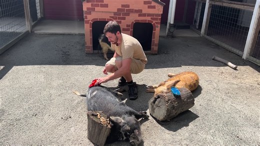 It's Zoo Keeper Takeover time with Zoo Keeper Jake! As Jake explains it, these fuzzy pigs love a good brush down. #NationalZooKeeperWeek #zookeeperappreciation #zookeepertakeover | The Virginia Zoo