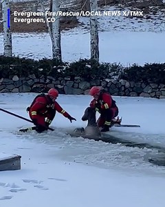 10K views · 403 reactions | Great job! Watch as these firefighters work to rescue an elk that fell through an icy pond. | WBTV News | Facebook