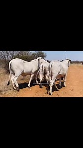 🤠 THE LOADING PROCESS ❇️❇️ BRAHMAN BULLS ❇️❇️ 🤠#bulls #brahman #cowsforsale #meatballs LIVESTOCK EXPORTERS SOUTH AFRICA,We are number one exporters of BRAHMAN CATTLE, a few of our other Live stocks include; 1.cattle, 2.dairy, 3.sheep, 4rabbits, 5.ostrich, 6.Turkey, 7.Boer GoatsAnd a well-developed poultry and egg industry .On all inquiries on our Premium Quality Livestock, contact;Email: info.livestockexporters@gmail.com Call / Text / Whatsapp : 27 (0) 680 718 656Thanks and best regards,Friedr