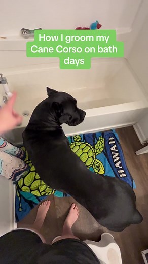Every breed of dog requires some level of maintenance grooming. The Cane Corso is really low maintenance due to their short coat but semi regular baths keep their shedding down. Their nails are probably the most important thing to maintain as a large breed their paws a pasterns carry a heavy load and keeping nails trimmed prevents the foot from flattening. #canecorso #canecorsoitaliano #athomegrooming #bathtime #dogsoftiktok #doggybath #washingmydog #groomingroutine #doggrooming