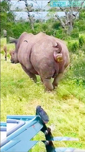 Rhino Pooping 💩 #wildlife #rhino #animals