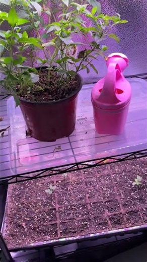 Is This the Best Indoor Grow Setup? Free Erbs