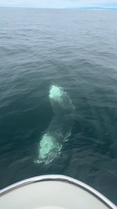 39K views · 1K reactions | A playful Humpback Whale on yesterday’s morning trip. | Discovery Whale Watch | Facebook