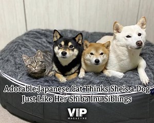[Adorable Japanese Cat Thinks She’s a Dog Just Like Her Shiba Inu Siblings] Cats and dogs typically have turbulent relationships, which is why people often say that quarreling siblings are fighting “like cats and dogs.” However, there’s one happy, furry family in Japan who's proving the saying wrong. Meet Kiki, the adorable American Shorthair cat who lives peacefully with her three Shiba Inu siblings; Saki, Ibuki, and Hazuki. Not only does Kiki seem to enjoy the company of canines, but she actua