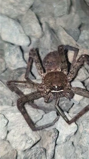 Ghost Spider 🕷️🕸️ #insects #nature #insecticida #spider