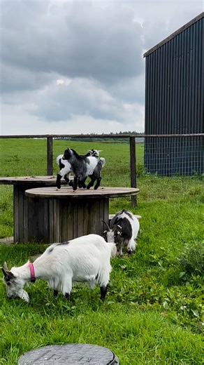 Coolest “kids” on the block 😎 #thecooshed #cooshed #pygmygoat #kids #funny #supercute #cute #goats #farm | The Coo Shed