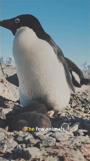 No Land Predators in Antarctica?! Explained in 45s