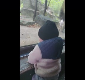 Lion Chuffs Make Great Beat For Dancing Toddler