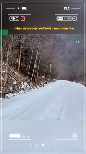 When a raccoon faces a dangerous predator #animals #wildanimals #wildlife #wildnature #predator